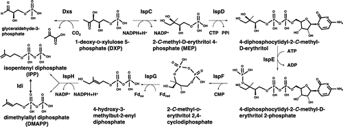 Figure 3. The 2C-methyl-D-erythritol-4-phosphate (MEP) pathway in Escherichia coli. The MEP pathway consists of eight enzyme-catalyzed reactions. The first step is the condensation of pyruvate and glyceraldehyde-3-phosphate to form 1-deoxy-D-xylulose-5-phosphate by Dxs (DXP synthase). Subsequent steps catalyzed by IspC (DXP reductoisomerase), IspD (MEP cytidyltransferase), IspE (CDP-ME kinase), IspF (MECDP synthase), IspG (4-hydroxy-3-methylbut-2-enyl diphosphate synthase), and IspH (4-hydroxy-3-methylbut-2-enyl diphosphate reductase) lead to the production of IPP and DMAPP.