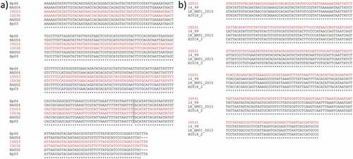 Figure 1. ClustalW multiple sequence alignment of ID531, ID536, ID553 mtDNA CR sequences (in red) with (a) identical haplotypes described for B. physalus by Bérubé et al. (Citation1998) and Cabrera et al. (Citation2019), and (b) identical sequences of B. musculus and a fin-blue whale hybrid from Pampoulie et al. (Citation2021). Grey colour indicates a mutation site, asterisk (*) indicates positions which have a single, fully conserved residue and dash (-) indicates a gap due to the presence of shorter sequences in the alignment.