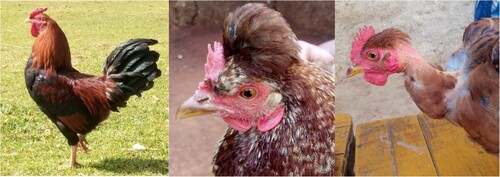 Figure 8. Feather distribution phenotypes: Normal feathered, Crested and heterozygote naked-neck chickens as displayed from left to right.