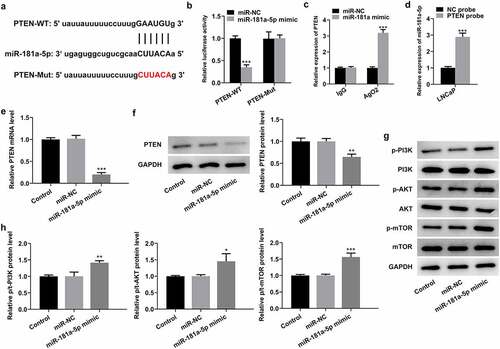 Figure 4. PTEN is a direct target of miR-181a-5p. (a) Potential binding sites of miR-181a-5p and PTEN. (b) Luciferase gene reporter assay displayed the activity when co-transfected with the PTEN-WT or Mut sequences and miR-181a-5p mimic or miR-NC. ***P < 0.001 vs. miR-NC. (c) RIP assay was used to verify the interaction between miR-181a-5p and PTEN. ***P < 0.001 vs. miR-NC. (d) RNA pull-down assay was employed to confirm the binding ability between miR-181a-5p and PTEN. ***P < 0.001 vs. NC probe. (e-f) Expression of PTEN was determined with RT-qPCR and western blot analysis after miR-181a-5p overexpression. (g-h) Western blotting was applied for the assessment of p-PI3K, p-AKT and p-mTOR following transfection with miR-181a-5p mimic. *P < 0.05, **P < 0.01 and ***P < 0.001 vs. miR-NC