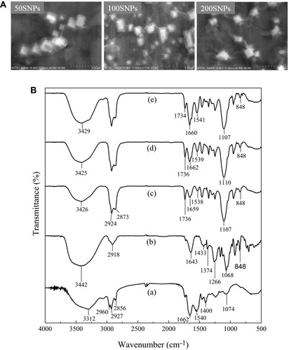 Figure 7 (A) Scanning electron microscopic (SEM) images of 50 SNPs, 100 SNPs, and 200 SNPs and (B) Fourier-transform infrared spectroscopy (FTIR) of (a) surfactin, (b) CO-CNF, (c) 50 SNPs, (d) 100 SNPs, and (e) 200 SNPs.Abbreviations: 50 SNPs, 50 mg surfactin-loaded CO-CNF nanoparticles; 100 SNPs, 100 mg surfactin-loaded CO-CNF nanoparticles; 200 SNPs, 200 mg surfactin-loaded CO-CNF nanoparticles.