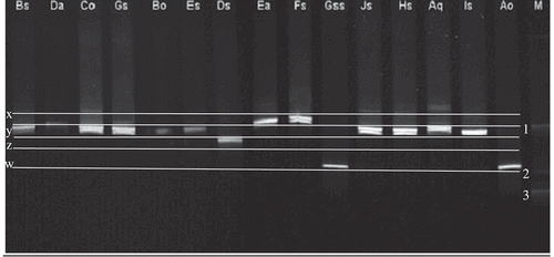 Fig. 7. DGGE separation of the EF-1 gene amplicons for 15 strains belonging to Fusarium avenaceum sensu lato populations. M (marker ladders): 1 – Fusarium avenaceum, 2 – F. sambucinum and 3 – F. proliferatum.