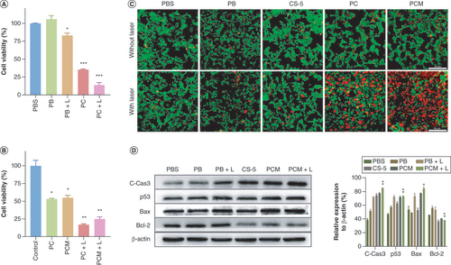 Figure 4. Antitumor effect and mechanism in vitro. (A) Comparison of the photothermal effect of PB and PC with or without laser (PBNPs = 30 μg/ml, PB:CS-5 = 15:1) on HCT116 cells (*p < 0.05; ***p < 0.001). (B) Comparison of the photothermal effect of PC and PCM with or without laser (PBNPs = 30 μg/ml, PB:CS-5 = 15:1) on HCT116 cells (*p < 0.05; **p < 0.01). (C) Representative optical images of HCT116 cells with different treatments: PBS, PBS + L, PB, PB + L, CS-5, CS-5+L, PC, PC + L, PCM and PCM + L (scale bar = 50 μm). Live cells (green); dead cells (red). (D) The expression and quantitative analysis of C-caspase-3, p53, Bax and Bcl-2 in HCT116 cells after different treatments at 24 h: PBS, CS-5, PB, PB+L, PCM and PCM+L (*p < 0.05; **p < 0.01).CS-5: Bufotalin; L: Laser; PB: Prussian blue; PBNP: Prussian blue nanoparticle; PBS: Phosphate-buffered saline; PC: Bufotalin–Prussian blue nanoparticle; PCM: Bufotalin–Prussian blue biomimetic nanoparticle.