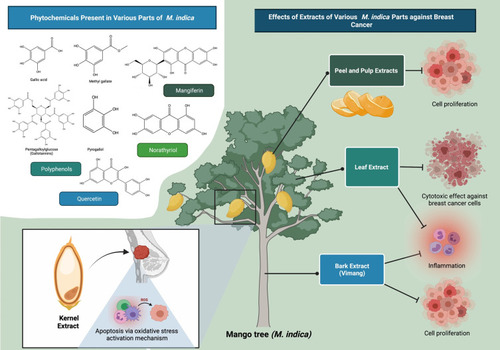 Figure 1 An overview of effects of M. indica extracts and their phytochemicals against breast cancer. Extracts of various M. indica parts (bark, kernel, leaves, peel and pulp) have been used to treat a variety of medical problems including breast cancer; as these plant parts contain varying types and amounts of polyphenols, some of which possess anti-proliferative and pro-apoptotic activities. According to phytochemical profile analysis, the anti-cancer activity of M. indica extracts is mostly attributable to the presence of polyphenolic compounds such as mangiferin, gallotannins, gallic acid, pyrogallol, methyl gallate and quercetin.