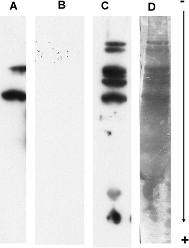Figure 4.  Reactivity of rabbit anti-human IgE-HRP conjugate and wheat-allergic patient serum on a milk total protein extract. Milk proteins, separated using SDS-PAGE and blotted on PVDF, were immuno-probed as follows. Lane A, immuno-probing with only the secondary antibody preparation using PBST with 2% (w/v) PVP-40 at all steps. Lane B, idem A except that reactive immunoglobulins of the secondary antibody preparation were adsorbed with 3% (w/v) dried milk. Lane C, immnuno-probing with the patient serum using the standard procedure. Reactions were recorded using the SuperSignal West Dura Extended Duration® 34 substrate. Lane D, Indian ink staining of proteins present in dried cow milk.