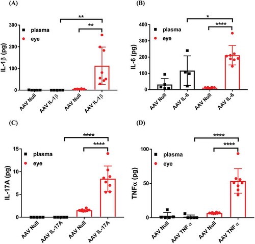 Figure 1. The level of cytokines in the plasma and in the eye following intraocular AAV transduction. The levels of (A) IL-1β, (B) IL-6, (C) IL-17A, and (D) TNF-α in mouse plasma and eye lysate was measured by ELISA. Mice were injected IVT with 5 × 108 vg/eye and 5 weeks later plasma and eye samples were collected for analysis. Whole eye lysates were used for cytokine measurement. We calculated the total amount of cytokines in plasma based on 1.5 ml total blood volume in a mouse. Each symbol represents a plasma sample or an eye sample.