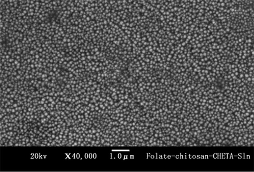 Figure 2.  Scanning electron micrograph of Folate-chitosan-CHETA-Sln, scale bar: 1.0mm.