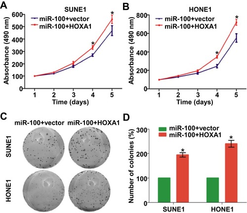 Figure 5 Restoration of HOXA1 reverses the inhibitive effect of miR-100 in NPC (A, B) Cell growth viabilities of SUNE1 and HONE1 cells transfected with miR-100 mimics and HOXA1 plasmids or empty vector determined by the MTT assay. (C, D) Representative images and quantification of colonies of SUNE1 and HONE1 cells transfected with miR-100 mimics and HOXA1 plasmids or empty vector determined by colony formation assay. Data are presented as the mean ± SD, and the p values were calculated using the Student’s t-test; * p<0.05.