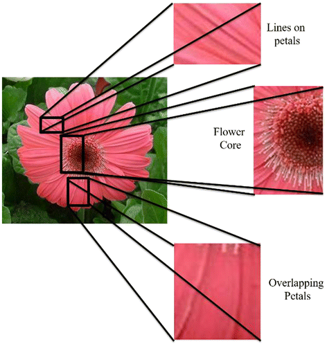 Figure 2. Detail information that is missing in the flower segmentation algorithms.