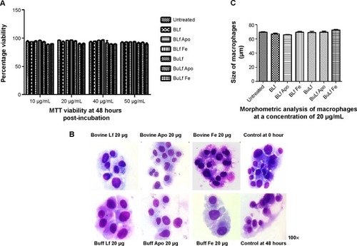 Figure 3 (A) MTT viability assay showing percent viability of treated and untreated macrophages at 48 hours post-incubation. (B) Giemsa-stained macrophages after treatment with different proteins (100×). (C) Morphometric analysis of different groups of macrophages at 48 hours post-incubation. No significant difference was found between the various groups.