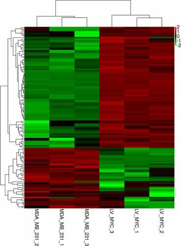 Figure 2. Heat map of upregulated and downregulated differentially expressed miRNAs after knocking down c-myc. Each column represents a sample, and each row represents a differential miRNA. Red indicates high expression, and green indicates low expression.