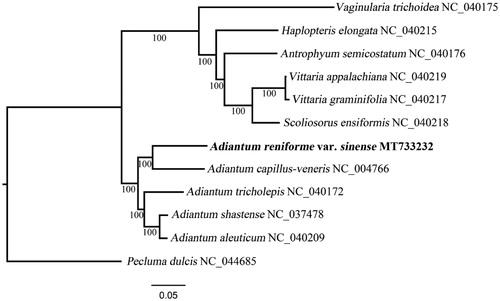 Figure 1. A maximum likelihood tree based on 81 protein-coding genes of 12 cp genomes to show the phylogenetic position of Adiantum reniforme var. sinense. Bootstrap values are indicated at each node.