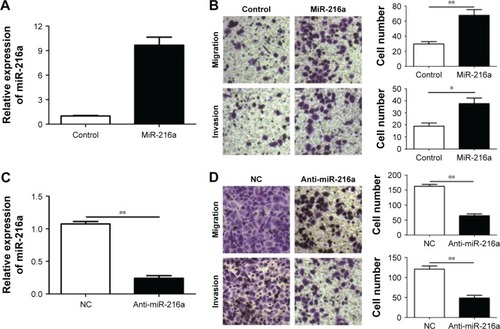 Figure 3 MiR-216a promotes the migration and invasion of OC cells.