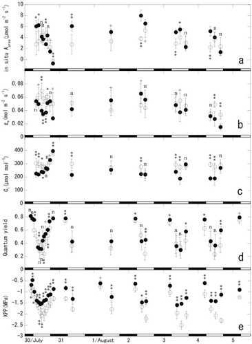 FIGURE 3. Diurnal changes in the (a) net photosynthetic rate per area (in situ Aarea ); (b) stomatal conductance (gs ); (c) intercellular CO2 concentration (Ci ); (d) quantum photochemical yield (ΔF/F in the daytime and Fv/Fm in the nighttime); and (e) xylem pressure potential (XPP) for one-year-old needles of P. pumila at the wind-exposed site (Display full size) and at the wind-protected site (Display full size). Means and SDs (n = 5) are shown. The white and black bars denote the daytime and nighttime, respectively. Asterisks indicate statistical differences between the sites according to the Student's t-test (**, P < 0.01; *, P < 0.05; +, P < 0.10; n, P> 0.10).