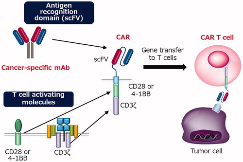 Figure 1. Preparation of CAR T cells.