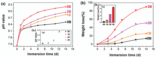 Figure 4. (a) pH values and (b WL percentages of 0B, 1B, 2B and 3B bioglasses after immersion in SBF at 37°C for different days: (a1) enlarged image of (a) at day 1, (b1) WL percentages of the four bioglasses after immersion in deionized water at 37°C for 1 day.