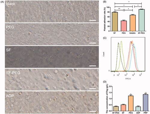 Figure 4. Phase contrast microscopy of platelet morphological changes after exposure to ADP and haemostatic materials. (A) blank group. (B) PEG group. (C) SF group. (D) SF-PEG group. (E) ADP group (scale bars are 100 μm). (B) Platelet adhesion rates determined in the presence of different haemostatic materials. (C) Flow cytometry on rat platelets that interacted with Alexa 488-fibrinogen. From left to right: blank group (dark green), PEG group (light green), SF group (orange), SF-PEG group (red), and ADP (blue) group. (D) detection of fibrinogen by ELISA *p < .05; **p < .01.