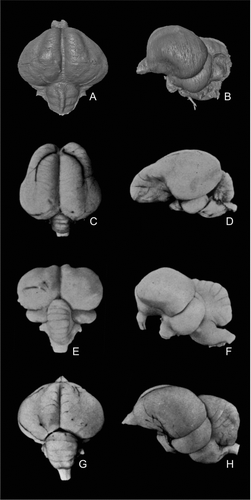 Figure 6 Comparison of the virtual endocranial cast of Halcyornis toliapicus (NHMUK A130) with fresh brain material of taxa previously suggested to be closely related, in dorsal (left column) and left lateral (right column) views. A, B, Halcyornis toliapicus; C, D, Psittacus erithacus; E, F, Coracius garrulus; G, H, Larus argentatus. Note that the semicircular vein seen in A and B is an impression on the endocranium and is therefore not visible in D, F or H. C–H modified after CitationStingelin (1957).