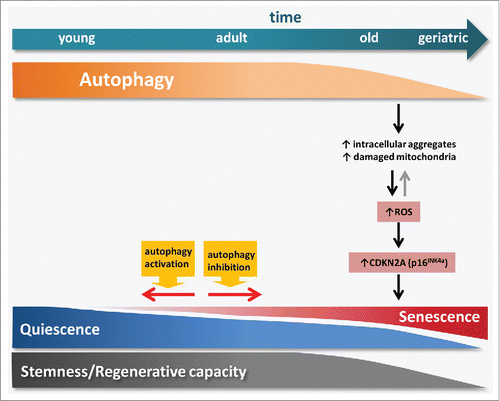 Figure 1. Age-impaired autophagy in muscle stem cells leads to the accumulation of intracellular components and damaged organelles such as mitochondria, thereby promoting ROS generation. This increase in ROS levels induces cellular transition from quiescence into senescence through the activation of CDKN2A. Pharmacological or genetic manipulation of autophagy is able to modulate this transition in muscle stem cells.