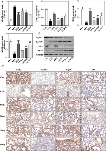 Figure 4. Effects of LCB on Keap1/Nrf2/HO-1 signaling pathways. (A) The expression of KEAP1, NRF2, HO-1 and NQO1 was measured by western blotting in the lung tissues. (B) Immunohistochemical staining of KEAP1, NRF2, HO-1 and NQO1 in the lung tissues. Data are presented as means ± SD for eight replicates and analyzed using a one-way ANOVA. * P < 0.05, ** P < 0.01, *** P < 0.001 vs control group. + P < 0.05, ++ P < 0.01, +++ P < 0.001 vs LPS group.