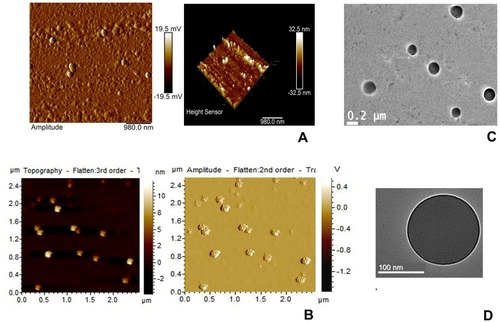 Figure 1 AFM and TEM images of experimental nanoparticles.Notes: AFM (A) DOX-NP, (B) DOX-Ab-NP and TEM (C) DOX-NP and (D) DOX-Ab-NP.Abbreviations: PLGA, polylactic-co-glycolic acid; PVA, poly (vinyl alcohol); AFM, Atomic force microscopy; DOX, doxorubicin; Ab, antibody; NP, nanoparticle; TEM, transmission electron microscopy.