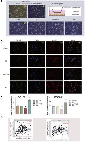 Figure 10 Relationship between FSTL3 expression and the abundance of M2 tumor-associated macrophage infiltration. (A) A co-culture system was established by incubating differentiated M0 macrophages with cancer cells in a 1:1 ratio in RPMI medium for 72 h. (B) Double immunofluorescence staining for CD206 (red) and CD163 (green) as specific markers of M2 macrophages; nuclei are stained with DAPI (blue). (C) Immunofluorescence intensities expressed as mean intensity ± SD (*P < 0.05, **P < 0.01). (D) Correlation analysis between FSTL3 expression and CD163 and CD206 (MRC1) expression using TIMER.