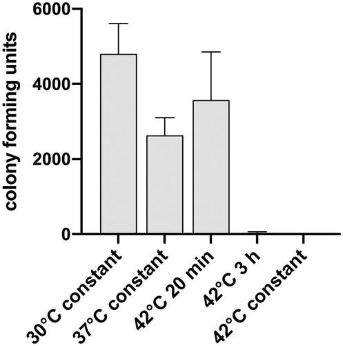 Figure 3. Effects of five daily temperature pulses of 20 min or 3 h at 42 °C on the viability of M. ulcerans (shown by the mean number of colony-forming units, (CFUs) ± SD for the three tested strains). Liquid cultures of the three freshly isolated Cameroonian M. ulcerans strains S1012, S1013, and S1047 grown at 30 °C in Difco Middlebrook 7H9 medium (BD), supplemented with 10% (vol/vol) Middlebrook OADC enrichment medium (BD) and 0.2% (vol/vol) glycerol were exposed to temperature pulses at 42 °C on five consecutive days, then serially diluted and plated on Difco Middlebrook 7H10 agar plates (BD), supplemented with 10% (vol/vol) Middlebrook OADC enrichment medium (BD) and 0.2% (vol/vol) glycerol. The number of CFUs was determined after four months of incubation of the extremely slow growing bacilli at 30 °C. In addition, CFU counts of cultures incubated for 5 days at 37 °C or 42 °C were compared with a control remaining at 30 °C.