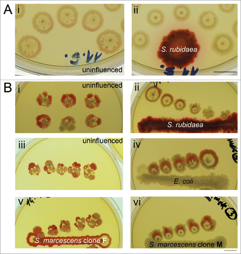 Figure 5. Effect of a heterospecific neighbor on the deviations from the F pattern and on the formation of sectors. (A) Secondary growth in the interstitial ring in uninfluenced control (i) and colonies originating from the same inoculum, but with a S. rubidaea macula neighbor (6th day). (B) Sectored pattern present in uninfluenced controls (i, iii) or controls grown in the presence of homospecific macula – S. marcescens clone F (v); Inocula taken from material in controls (left) were placed in the neighborhood of heterospecific maculae (S. rubidaea – ii; E. coli – iv; S. marcescens clone M – vi) which resulted in strong suppression of sector formation. All photos taken at the 7th day of growth. Bar = 1 cm.