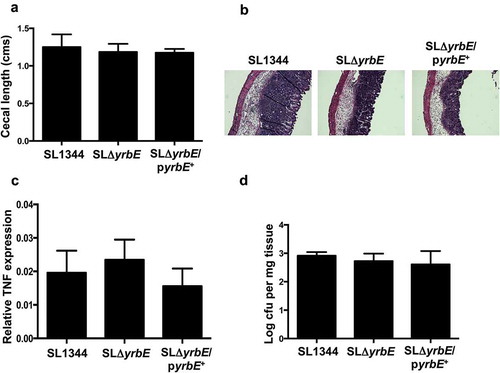 Figure 7. Effects of yrbE in the in vivo streptomycin pre-treatment mouse model of S. Typhimurium infection. Groups of C57BL/6J mice were infected orally with SL1344, SLΔyrbE and SLΔyrbE/pyrbE+ after streptomycin pre-treatment and euthanized 48 h after infection. (A) Cecal lengths (n = 4–8 per group). (B) Formaldehyde-fixed sections of the ceca were stained with hematoxylin and eosin and visualized with a 10X objective. (C) Total RNA prepared from segments of the ceca was used for qRT-PCR analysis of TNFα expression (n = 4–7 per group). (D) Weighed portions of the ceca were homogenized in 1% Triton X-100 and serial dilutions plated to determine the numbers of intestine-associated Salmonella (n = 3–4 per group). The differences between groups are not significant.