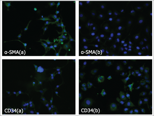 Figure 2. Analysis of α-SMA and CD34 expression in fibroblasts induced and non-induced by bladder cancer cells. α-SMA and CD34 protein assay by immunofluorescence imaging on fibroblasts induced and non-induced by bladder cancer cells. (A) Induced. (B) Non-induced.
