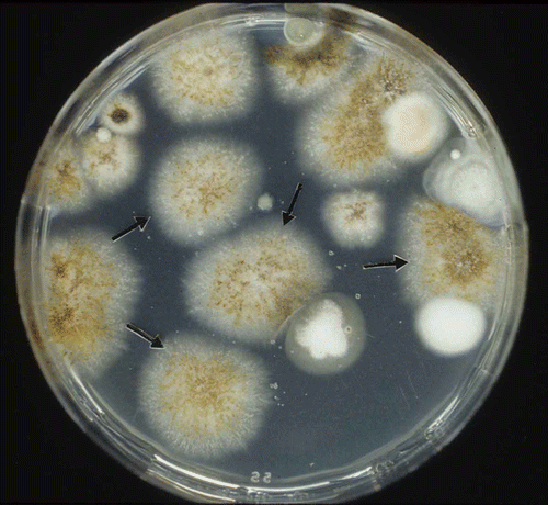 Fig. 1. Isolation of Mycosphaerella pinodes from artificially infested soil on the starch–casein (SC)-semiselective medium. Note sporulation on colonies of M. pinodes (arrows) after incubation for five days at 24 °C.