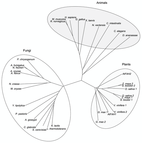 Figure 1. Phylogenetic relationship of FAH. A phylogenetic tree of FAH proteins derived from plants, animals and fungi was constructed by the CLUSTAL W program. Protein sequences were obtained from the National Center for Biotechnology Information. AtFAH1, At2g34770; AtFAH2, At4g20870; Oryza sativa 1, Os12g0628400; Oryza sativa 2, Os03g0780800; Glycine max 1, ACU24407; Glycine max 2, ACU24572; Sorghum bicolor 1, XP_002466355; Sorghum bicolor 2, XP_002442581; Vitis vinifera 1, XP_002268031; Vitis vinifera 2, XP_002267991; Homo sapiens, NP_077282; Mus musculus, NP_835187; Rattus norvegicus, NP_001129055; Gallus gallus, XP_414053; Xenopus laevis, NP_001082707; Nematostella vectensis, XP_001639353; Ciona intestinalis, XP_002126665; Caenorhabditis elegans, NP_492678; Drosophila ananassae, XP_001959617; Kluyveromyces lactis, XP_453142; Lachancea thermotolerans, XP_002552404; Saccharomyces cerevisiae, NP_013999; Candida glabrata, XP_446117; Ashbya gossypii, NP_982359; Pichia pastoris, XP_002492764; Yarrowia lipolytica, XP_505342; Magnaporthe oryzaeitalic>, XP_361446; Neosartorya fischeri, XP_955879; Aspergillus flavus, XP_002373274; Aspergillus oryzae, XP_001818088; Neosartorya fischeri, XP_001264167; Aspergillus fumigatus, XP_752948; Penicillium chrysogenum, XP_002561746.