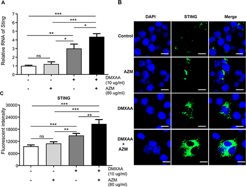 Figure 6 Co-treatment of AZM and DMXAA increased STING expression in activated macrophages after 3 hr of activation. (A) Cells were collected and mRNA levels of Sting were investigated by quantitative PCR (N=3-5). (B) Immunofluorescence staining of STING was examined using confocal microscopy (N=3); confocal microscope images show DAPI (blue), and STING (green). (C) Quantification of immunofluorescence signals (N = 3). Data are shown as mean ± SEM; *p < 0.05, **p < 0.01, ***p < 0.001, and ns, not significant.