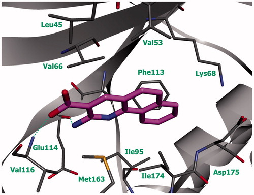 Figure 2. Compound 5k (violet) in ATP-binding site of CK2 (the complex was obtained with molecular docking, hydrogen bonds are indicated by green dotted lines).