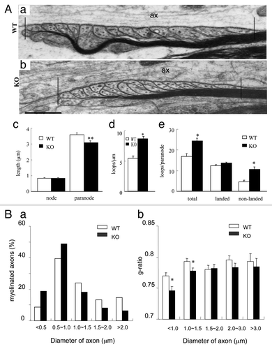 Figure 4. Paranodal apparatus and distribution of the myelin-related proteins in PTPα-deficient mice. (A) EM analyses revealed that the paranode, but not the node, was shortened in PTPα mutant mice (a–c); there were more myelin loops in the paranodal region of mutant mice than in WT mice (a, b, and e). The paranodal region was demarcated as shown in (a and b). Particularly, a lot more of non-landed loops appeared in mutant animals (a, b, and e). Vertical bars in (a and b) indicate the boundaries of paranode. ax, axon. Bars: 500 nm for a and b. Raw data were obtained from at least 24 paranodes in each genotype. *: P < 0.005; **: P < 0.001. (B) More small axons are myelinated developmentally in PTPα mutant mice. In adult animals, it was revealed that myelinated fibers (a), especially, smaller myelinated fibers (b), were increased by the PTPα deletion in comparison with the WT in that more axons < 1.0 μm, but not those > 1.0 μm in diameter were myelinated in mutant mice. Values represent least three mice of each genotype. *: P < 0.005.