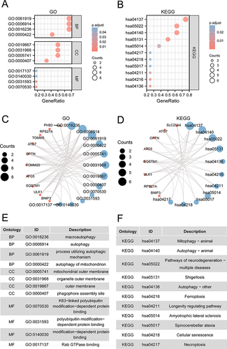 Figure 3 GO and KEGG analysis of hub genes. (A) Bubble diagram of GO analysis of hub genes. (B) Bubble diagram of KEGG pathway enrichment analysis of hub genes. (C) Ring network diagram of GO analysis. (D) Ring network diagram of KEGG pathway enrichment analysis. (E) GO functional enrichment items for hub genes. (F) KEGG pathway enrichment items in hub genes.