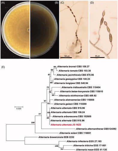 Figure 2. Morphological characteristics and phylogenetic analysis of Alternaria alternata JS-1623. (A) Ten-day-old colony on the upper side of PDA. (B) Light brown pigmentation on the reverse side of PDA. Microscopic picture of conidial chain on conidiophore at (C) × 100 and (D) × 200 magnification. (E) Maximum likelihood (ML) tree was constructed by MEGA X. The phylogenetic tree was generated from concatenated GAPDH (MN633402), tef1 (MN633409) and alta1 (MN633400) sequences with JS-1623. Bootstrap = 2000. The numbers at each node represent bootstrap values.