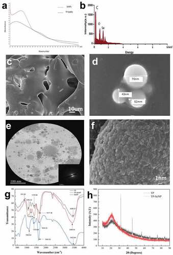 Figure 1. The characterization of TP, SeNPs, and TP-SeNPs. (a) UV spectrum, (b) EDS, (c) SEM image of TP, (d) SEM images of SeNPs, (e) TEM image of TP-SeNPs ,(f) SEM image of TP-SeNPs, (g) FT-IR spectra, (h) XRD spectra.