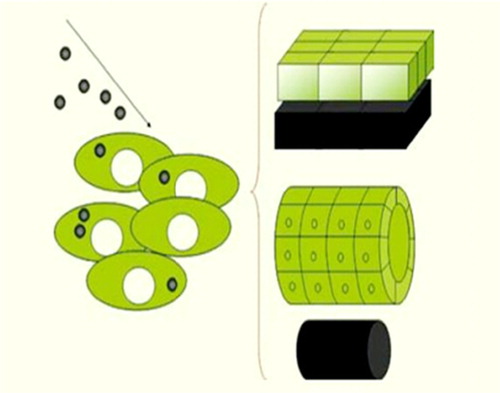 Figure 2. In magnetic force-based tissue engineering, magnetic nanoparticles are introduced into mammalian cells and their spatial position is controlled by a magnet. The shape of the magnet (planar or cylindrical), defines the layered or tubular morphology of the resulting tissue (CitationCorchero et al. 2010).