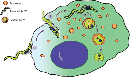 Figure 1. The three steps of the T. cruzi invasion. The scheme summarizes the process of T. cruzi entry into the host cell. (1) Adhesion of trypomastigotes to the host cell surface. (2) Internalization of trypomastigotes produced by invagination of the plasma membrane. (3) Vacuole maturation proceeds after the fusion with lysosomes which initiates the differentiation of T. cruzi from trypomastigotes to amastigotes.