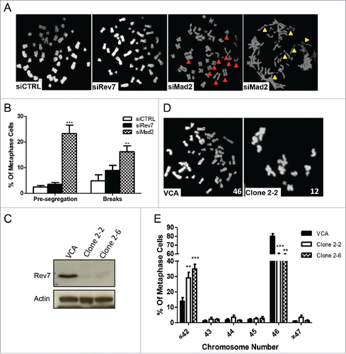 Figure 6. Mad2 depletion causes premature segregation and DNA damage whereas long-term depletion of Rev7 causes aneuploidy. (A) Representative images of HCT116 metaphase spread showing a normal metaphase in siCTRL- and siRev7-treated cells but premature sister chromatid segregation (red arrow heads) and chromosome breaks (yellow arrow heads) in siMad2-treated cells 48 hrs post-transfection. (B) Quantitative analysis of premature segregation (Pre-segregation) and chromosomal breaks in images taken from (A). Error bars represent standard deviations from 3 experiments. **p < 0 .005, ***p<0.0005 vs. siCTRL in respective groups. (C) Western blots showing stable depletion of Rev7 in 2 selected clones of MSU1.1 cells. (D) Representative metaphase spreads from vector control MSU1.1 cells (VCA) and Rev7-depleted MSU1.1 cell clone 2–2 showing aneuploidy. (E) Quantitative analysis of metaphase spreads from Rev7-depleted MSU1.1 cell clones 2–2 and 2–6 showing the percentage of metaphase cells with ≤42 chromosomes. **p < 0 .005, ***p < 0 .0005 vs. VCA.