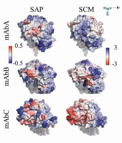 Figure 1. Views of the Fv domains, side-on, as indicated by the eyeball in the inset, so that the figures include all complementarity-determining regions. The figures are colored by the atomic SAP and atomic SCM scores. Each antibody has some hydrophobic regions on the Fv, indicated by red coloring in the SAP figures, although mAbC has the most exposed hydrophobicity. The SCM coloring indicates mostly positive charge (blue) on mAbA, both positive and negative charges on mAbB, and mostly negative charge on mAbC.