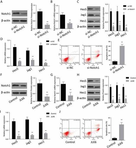 Figure 2. Downregulation of Notch1 induces apoptosis in-vitro. A-B: Protein expression (a) and mRNA expression (b) of Notch-1 after transfection of si-Notch1. C-D: Protein expression (c) and mRNA expression (d) of Hes1, Jag1 and Hes5 after transfection of si-Notch1. E: Flow cytometry analysis after transfection of si-Notch1. F-G: Notch1 protein expression (f) and mRNA expression (g)after JLK6 transfection. H-I: Protein expression (h) and mRNA expression (i) of Hes1, Jag1 and Hes5 after JLK6 transfection. J: Flow cytometry analysis after transfection of JLK6. (*p < 0.05, **p < 0.01).