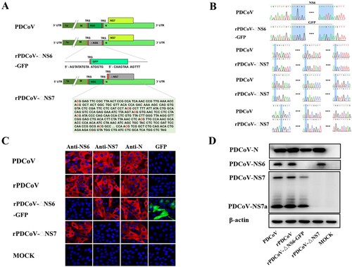 Figure 2. Rescue of rPDCoV-ΔNS6-GFP and rPDCoV-ΔNS7. (A) Schematic representation of recombinant PDCoV cDNA clone with NS6 or NS7 deletion. To generate NS6-deleted virus, NS6 in the PDCoV F fragment was replaced with a green fluorescent protein (GFP). To construct NS7-deleted virus, initiation codons ATG and the following seven downstream ATGs of the NS7 gene were changed to ACGs to construct rPDCoV without NS7 expression. (B) Mutation identification by sequencing genome sequences of rPDCoV-ΔNS6-GFP and rPDCoV-ΔNS7. (C) PDCoV-, rPDCoV-, rPDCoV-ΔNS6-GFP-, rPDCoV-ΔNS7- or mock-infected LLC-PK1 cells were detected by IFA using antibodies against PDCoV NS6, NS7, and N protein, respectively. GFP in rPDCoVs-infected cells was examined by fluorescence microscopy. (D) Western blot for PDCoV N, NS6, NS7, and NS7a. Protein was isolated from LLC-PK1 cells infected with PDCoV, rPDCoV, rPDCoV-ΔNS6-GFP, and rPDCoV-ΔNS7, respectively, which was harvested 24 hpi.