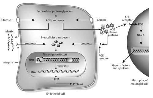 Figure 2 Mechanisms by which intracellular production of advanced glycation end-product (AGE) precursors damages vascular cells. Covalent modification of intracellular proteins by dicarbonyl AGE precursors alters several cellular functions. Modification of extracellular matrix proteins causes abnormal interactions with other matrix proteins and with integrins. Modification of plasma proteins by AGE precursors creates ligands that bind to AGE receptors, inducing changes in gene expression in endothelial cells, mesangial cells and macrophages (CitationBrownlee 2001) (Adapted by permission from Macmillan Publishers Ltd: Nature, Vol. 414, 2001).