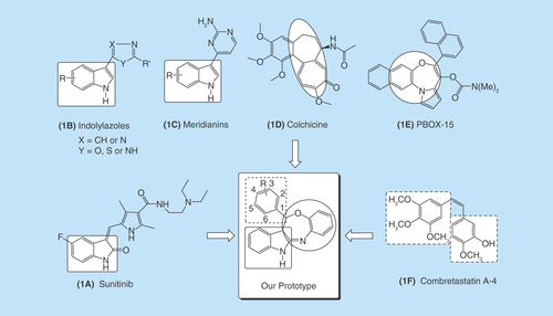 Figure 1.  Rational approach to design phenyl-substituted indole-fused benzooxazepines (1a-16a).