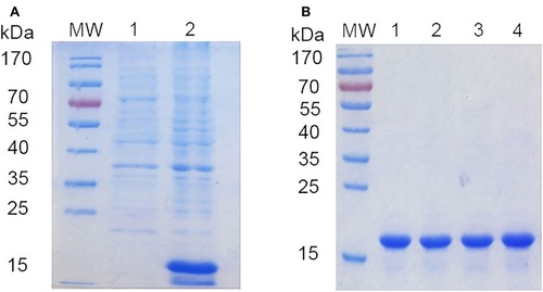 Figure 6 Expression and purification of sdAb5-BAP fusion protein.Notes: (A) The expressed and (B) purified sdAb5-BAP fusion protein was analyzed by SDS-PAGE. (A) MW, protein molecular markers; lane 1, supernatant of bacterial lysates from IPTG-induced pET-21b-sdAb5-BAP-transformed cells in E.coli; lane 2, precipitation of bacterial lysates. (B) MW, protein molecular markers; Lane 1–4, sequential fractions from the Ni-NTA column.Abbreviations: sdAb, single-domain antibody; BAP, biotin acceptor peptide; IPTG, isopropyl-β-D-thiogalactopyranoside.
