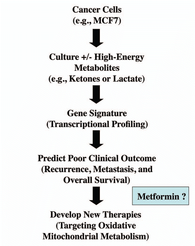 Figure 13 A new metabolic strategy for personalized cancer diagnosis and therapy. Here, we outline a general experimental strategy for personalized cancer medicine. Briefly, cancer cells of a particular tumor type are selected for study. Then, these cancer cells are cultured in the absence and presence of high-energy metabolites, such as ketones and/or lactate. This should allow the investigator to generate a new gene signature based on transcriptional profiling (exon-array). This signature could then be used to select the patients that are undergoing this type of tumor metabolism, and correlate tumor metabolism with clinical outcome, such as recurrence and metastasis. High-risk patients could then be identified at diagnosis and treated with new therapies that are designed to target oxidative mitochondrial metabolism, such as metformin which is a specific inhibitor of mitochondrial complex I.