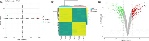 Figure 2. Differentially expressed gene (DEG) analysis for IS-K562 vs IR-K562. (A) The principal component analysis shows a clear difference between resistant and sensitive K562. (B) The DEGs were compared in a hierarchical clustering heatmap. Yellow represents up-regulation and green represents down-regulation. (C) The volcano plot of DEGs. Red dots represent significant up-regulation, green dots represent significant down-regulation (Log |fold change| > 1.5, P < 0.05), and grey dots indicate no differential expression.
