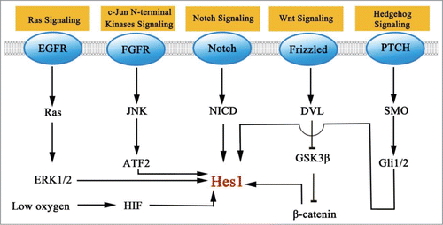 Figure 2. Signaling pathways that modulate the level of Hes1.
